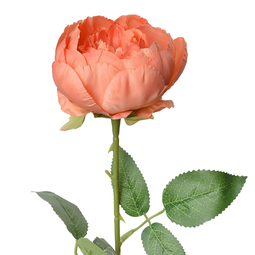 6PL0366O_01.jpg