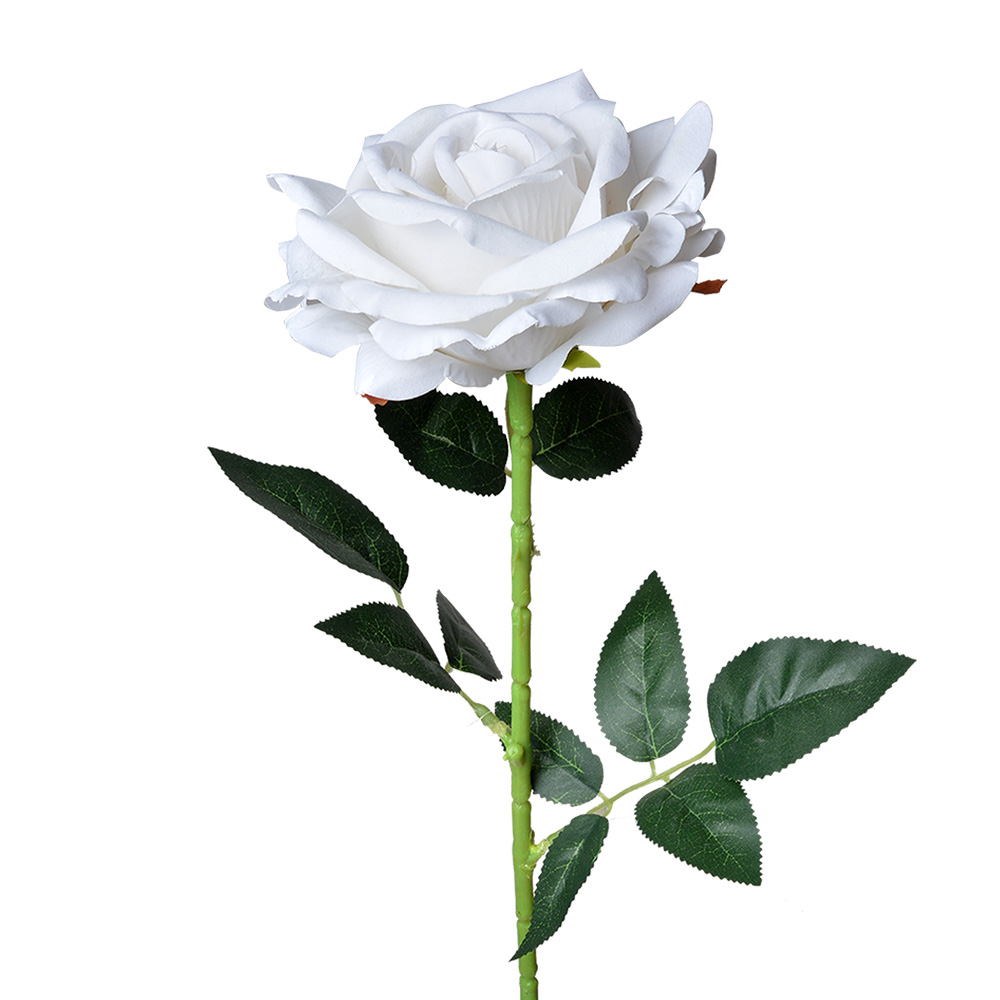 5PL0106W_01.jpg