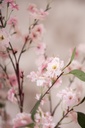 SF_5PL0147_01.jpg