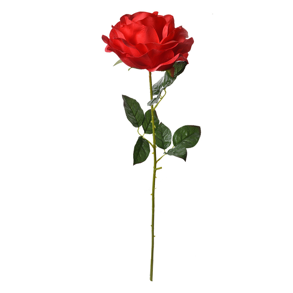 5PL0138R_02.jpg
