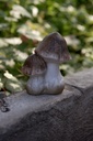 SF_6CE1768_01.jpg