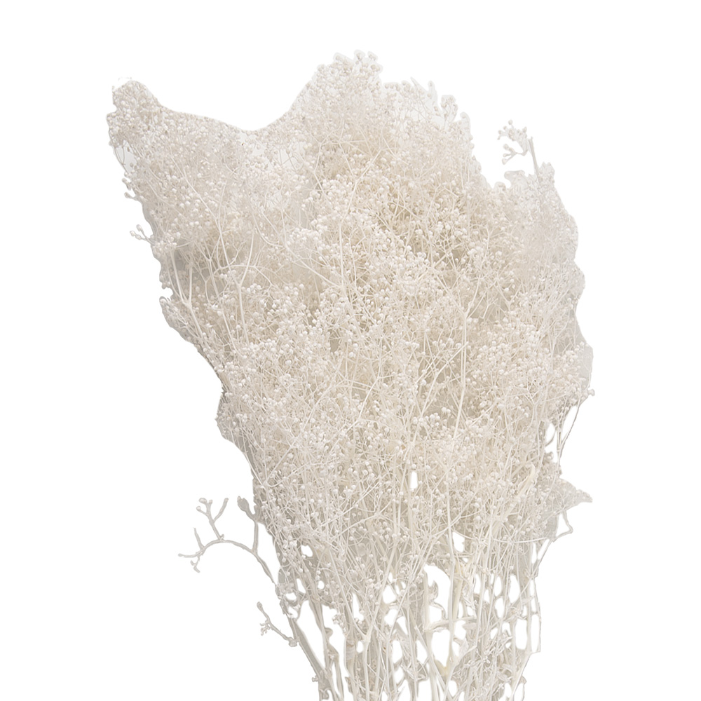 [5DF0043] Droogbloemen 8x4x60 cm (5)