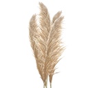 Getrocknete Blumen Braun 70 cm (5)