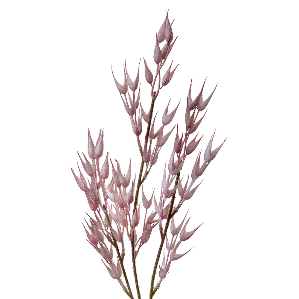 [5PL0058] Decoratie tak 6x6x72 cm