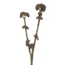 Branche de décoration avec fleurs Gris Vert 6x6x58 cm