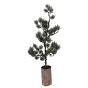 Decorative Tree with LED Green Brown 20x17x60 cm / 3xAAA