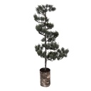 Albero di decorazione con LED Verde Marrone 28x20x75 cm / 3xAAA