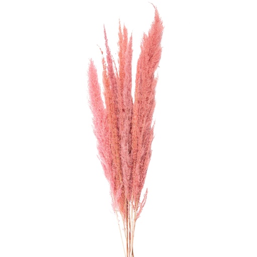 Droogbloemen 100 cm (10)