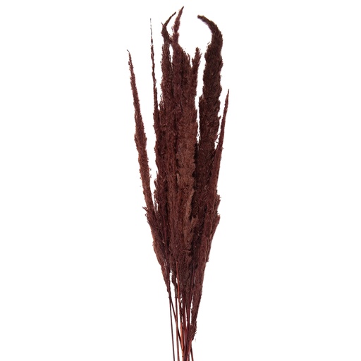 Droogbloemen 100 cm (10)
