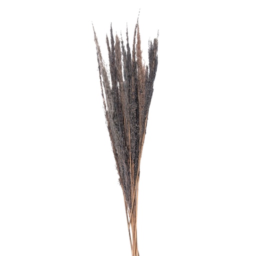 Droogbloemen 100 cm (10)