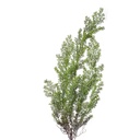Decoratie cipres tak 10x10x100 cm