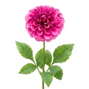Decoratie tak met bloemen 65 cm