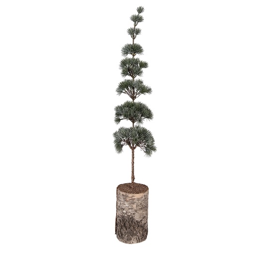 Decoratie boom 15x12x80 cm