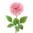 Decoratie tak met bloemen 65 cm